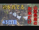 【43日目】お米だけで鶏を育てる