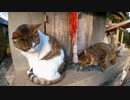 【Cat island】猫島にある祠に猫が座っていたのでナデナデしたら不思議な表情をする猫だった