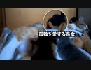 壁と向かい合い孤独の境地に入る赤ちゃん猫【生後十六日目-1 五匹の子猫】母猫を労わる妹猫 / シーツ荒らしを未然に防ぐ
