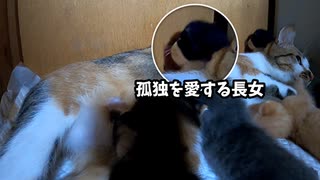 壁と向かい合い孤独の境地に入る赤ちゃん猫【生後十六日目-1 五匹の子猫】母猫を労わる妹猫 / シーツ荒らしを未然に防ぐ