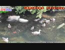 カルガモ親子まとめA組⑧33~39日目【祝TV出演も、餌付けの悲劇が多発】本編切り抜き