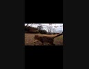 ベロがうまくしまえない野良猫#Shorts【野良猫】【感動猫】