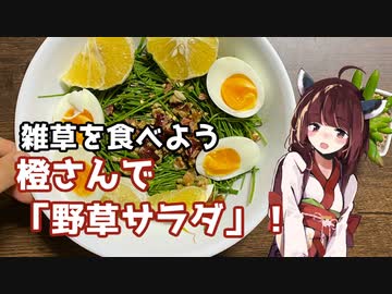 【思い切って野草を食べてみよう】#46 橙さん「野草サラダ」！