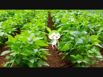 大豆畑の厄介者！？ずんだもんの謎に迫る