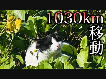 【実況】捕まえたポケモンの重さ分「1㎏＝1㎞」で移動しないといけない縛り part40(移動のみ)