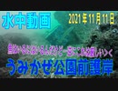 水中動画（2021年11月11日）in うみかぜ公園前護岸