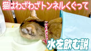 【検証】猫は、水の前にトンネル置いたら、わざわざトンネルくぐって水を飲む説