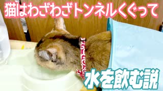 【検証】猫は、水の前にトンネル置いたら、わざわざトンネルくぐって水を飲む説