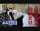 【44日目】お米だけで鶏を育てる