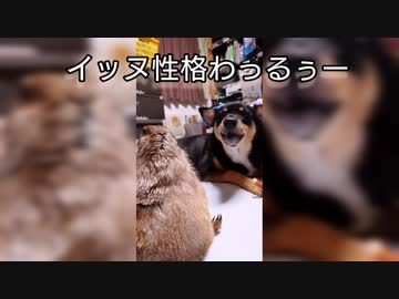 意地悪なイッヌ