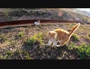 親友に譲る猫