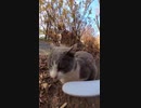 ねこじゃすりに群がる野良猫達#Shorts【野良猫】【感動猫】