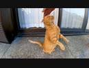 神社にいた猫を撫でると次々と撫でられる猫がやって来た