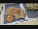 普段あるはずの場所に家がなくてテンパってるうさぎさん