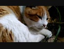 【スヤスヤ、Zzz】猫と一緒に「夢の中へ」行きましょう