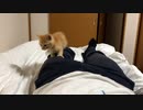 寝させてくれぇ・・・