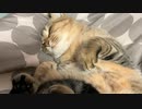 あいかわらず定位置です