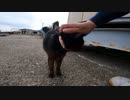 漁港の地域猫がペロペロ舌を出す【野良猫】【感動猫】