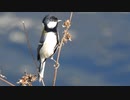 シジュウカラの鳴き声