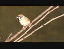 スズメの鳴き声【朝チュン】