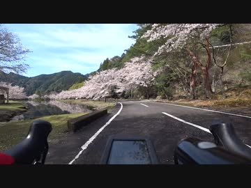 奈良県　池原ダム　桜＠花見　その２
