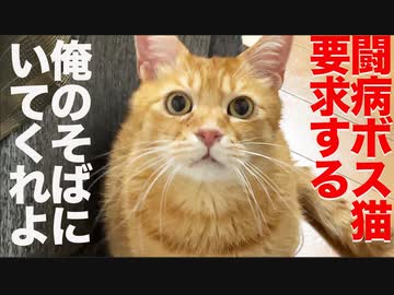 3年半迎えを待ったボス猫、闘病中にふたりきりの時間を望む