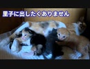 家猫家族、メンバーの紹介【保護した母猫・生まれた子猫たち・叔母猫の七匹暮らし】
