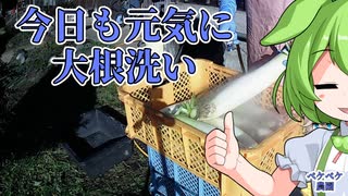 2021年12月13日　農作業日誌　今日も元気に大根洗い　VOICEVOX解説