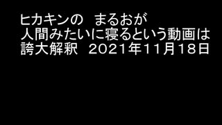 ヒカキンのまるおが人間みたいに寝るという動画は誇大解釈　２０２１年１１月１８日