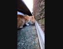 猫島の仔猫が小魚の踊り食い#Shorts【野良猫】【感動猫】