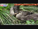 【終】カルガモ親子まとめA組⑩65~75日目【いろんな気持ちをありがとう】本編切り抜き