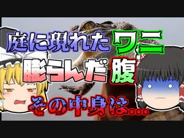 【1990年】「庭に5ｍ以上のワニがいる」通報を受け捕獲されたワニ。しかしそのお腹から...【ゆっくり解説】