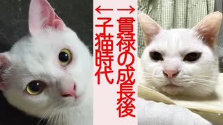 かわいいマロちゃん、一家の大黒柱猫に成長する