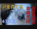 【47日目】お米だけで鶏を育てる