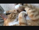 丸くなる猫