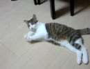 猫城主ころくさまのきろく　その１：ねずみに大興奮のころく様
