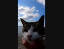 海に落ちそうな場所でモフる#Shorts【野良猫】【感動猫】