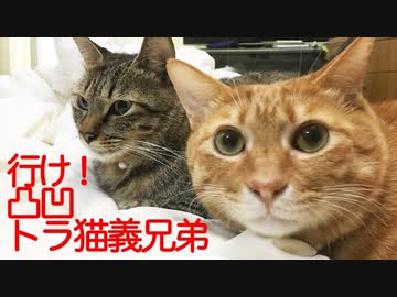 凸凹トラ猫義兄弟、小競り合いしつつ猫団子になる