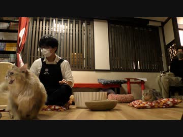 髙坂さんと濱野さん ちょいみけねこ男子 21年12月号 動物 動画 ニコニコ動画