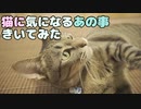 【猫の日常】うちのかわいい猫に疑問になっていた事を問いただしてみた【vlog】