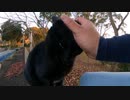 黒猫：「人間よ撫でてみるか？」【野良猫】【感動猫】