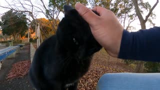 黒猫：「人間よ撫でてみるか？」【野良猫】【感動猫】
