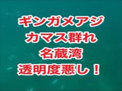 名蔵湾ダイビング・カマス・ギンガメ・石垣島ダイビング