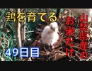 【49日目】お米だけで鶏を育てる