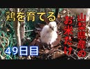 【49日目】お米だけで鶏を育てる