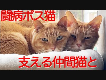 三年半迎えを待ったボス猫、闘病と共に生きる仲間たち