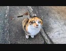 漁港で出会った三毛猫が可愛過ぎる