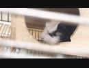 【報告】新しい家族が増えました。よろしくね？モルモットちゃんです。名前決めて下さい。【ころん】すとぷり モルカーパーティー！