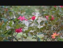 薔薇、バラ園、そよ風【素材】