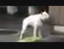 intro-duck-4!!って鳴く犬